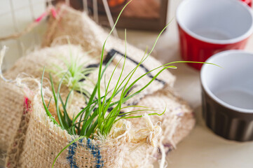 麻袋で飾るエアープランツ