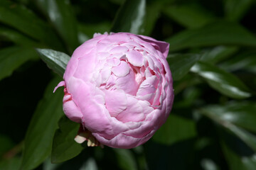 かげろう　シャクヤク