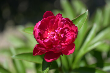 漁火　シャクヤク