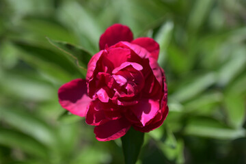 漁火　シャクヤク