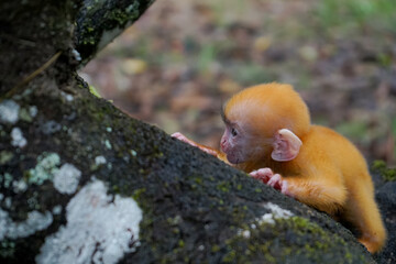 close up of Juvenile Silvery Lutung aka Trachypithecus Cristatus with beautiful silver hair on the big tree