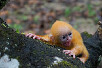 close up of Juvenile Silvery Lutung aka Trachypithecus Cristatus with beautiful silver hair on the big tree