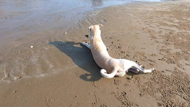 The dog lies down next to the crab in the sand and stretches out its legs. The crab digs a hole and disappears in the sand. Funny dog with a crab on the beach in Pattaya Thailand.