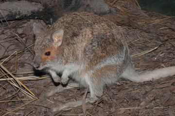 Close up of an Australian Spectacled Hare-wallaby