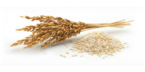 Rice and spikelets on a white background.
