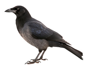 Fototapeta premium PNG Blackbird animal crow white background.