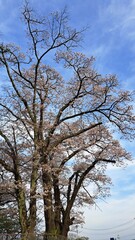 桜と空