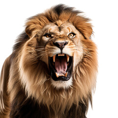 Male African lion roaring isolated on transparent background