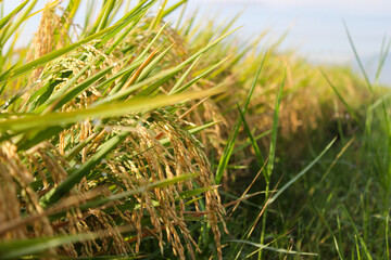 Rice that has turned yellow is ready to be harvested