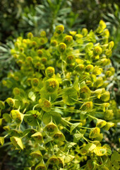 Euphorbia blooming on a spring day in the Hermannshof Gardens in Weinheim, Germany.