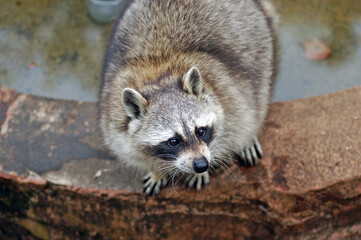 Close up of cute raccoon