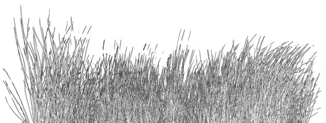 Graminées sur fond blanc 