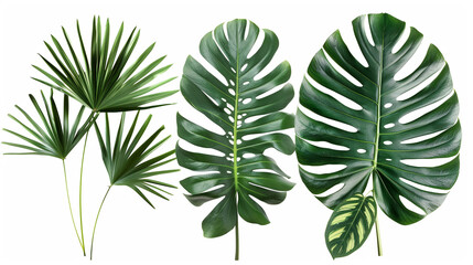 Set of Tropical leaves isolated on white background.