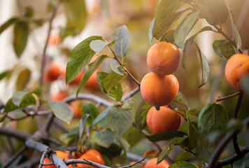 close-up view of persimmons on tree illuminated by gentle diffused light that enhances rich orange...
