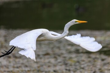 Great Egret