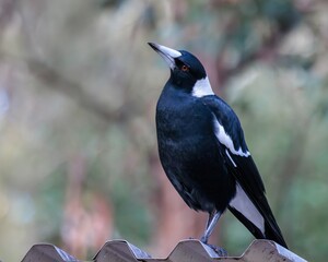 Australian Magpie 