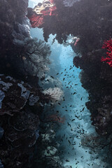coral reef and fish in the cave of the sea