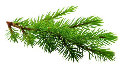 PNG  Fir-tree branch spruce nature plant.