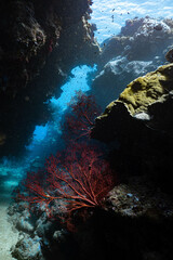 scene of the coral with reef underwater