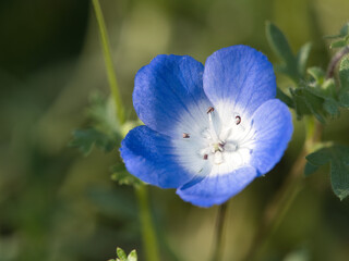 Tokyo, Japan - May 5, 2024: Closeup of Blue nemophila or baby blue eyes flowers 