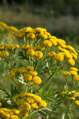 Southern Urals, flowering common tansy (Tanacetum vulgare) in a meadow.