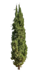 PNG Plant tree pine fir.