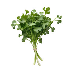 Fototapeta premium Parsley,s Thai food ingredient