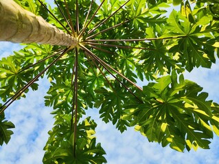 Green papaya leaves under the sky background 