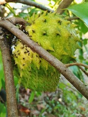 Soursop fruit on a tree 