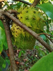 Soursop fruit on a tree 