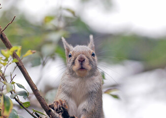 Japanese squirrel on a tree branch © Seattle Roll