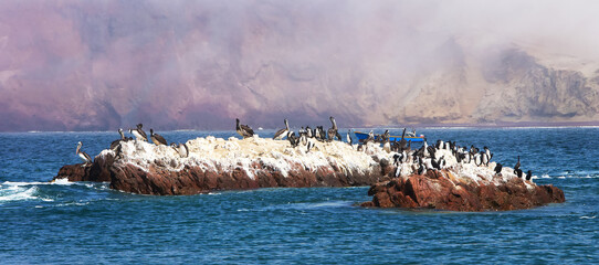 Peruvian pelicans nest on an island in the Paracas Nature Reserve, Peru. Panoramic view