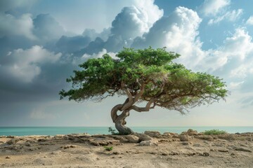Exploring the Aromatic Trees  in the Middle East - A Healing Adventure - obrazy, fototapety, plakaty