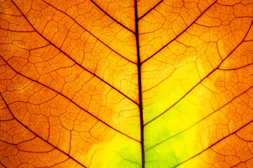 close up dry brown leaf texture ( teak leaf ) Nature is always beautiful