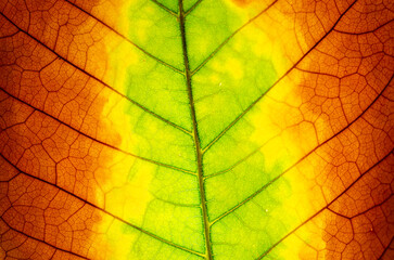 close-up dry brown leaf texture ( teak leaf ) Nature is always beautiful