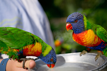 rainbow lorikeet bird, Trichoglossus mollucanus, Currumbin sanctuary, Gold Coast Queensland Australia, feeding native parrot, family holiday vacation tourist tourism travel destination