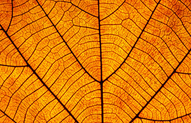 close up dry brown leaf texture ( teak leaf ) Nature is always beautiful.