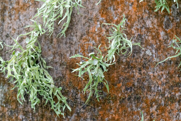 green lichen on tree trunk bark, macro closeup close detail, backgrounds textures wallpaper,...