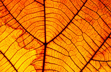 Obraz premium Texture of a dry leaf as background, naturally beautiful