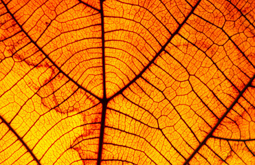 Texture of a dry leaf as background, naturally beautiful