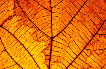 Fototapeta premium Leaf pattern When affecting sunlight, naturally beautiful