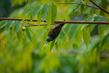 close up sunbird hanging in tree branch looking for food