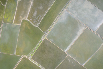 Aerial photography of spring rice fields