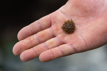 Erizo de mar pequeño, en la mano de un pescador.