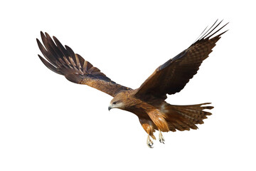 Bird of prey Black kite flying isolated on transparent background png file