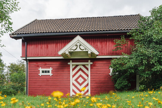 Hieracium flowers in front of old Norwegian "stabbur".