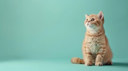 Obraz premium Scottish Fold Cat on Colored Background