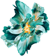 Turquoise  tulip.  Flower on  isolated background.  For design.  Closeup. Transparent background.  ...