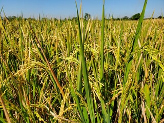 Obraz premium Yellowing rice in the rice fields accompanied the beautiful sky. taken in Purbalingga, Central Java