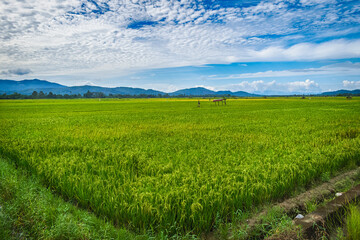beautiful green rice field and a mountain in the morning